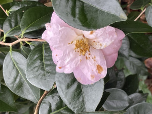 Camellia Berenice Boddy       